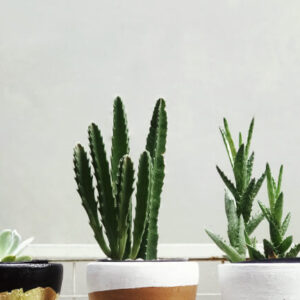 Home outdoor bg